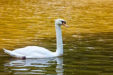 育碧悄悄推出《激光战鹰队长：游戏》 以雷曼和NFT为特色的Web 3游戏