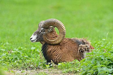 《eFootball》9月30日免费发售 首发共9支队伍